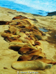 "Seal Pile" by Alison Ranheim 
